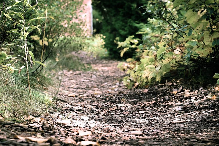A leaf-covered trail through the woods